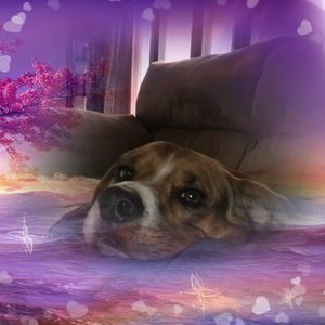 Meet your Posher, Carla